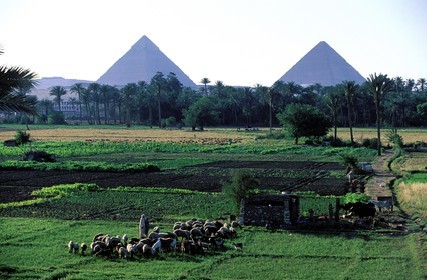 Egypt, Cairo, fields boarding the nil and the Giza pyramids
