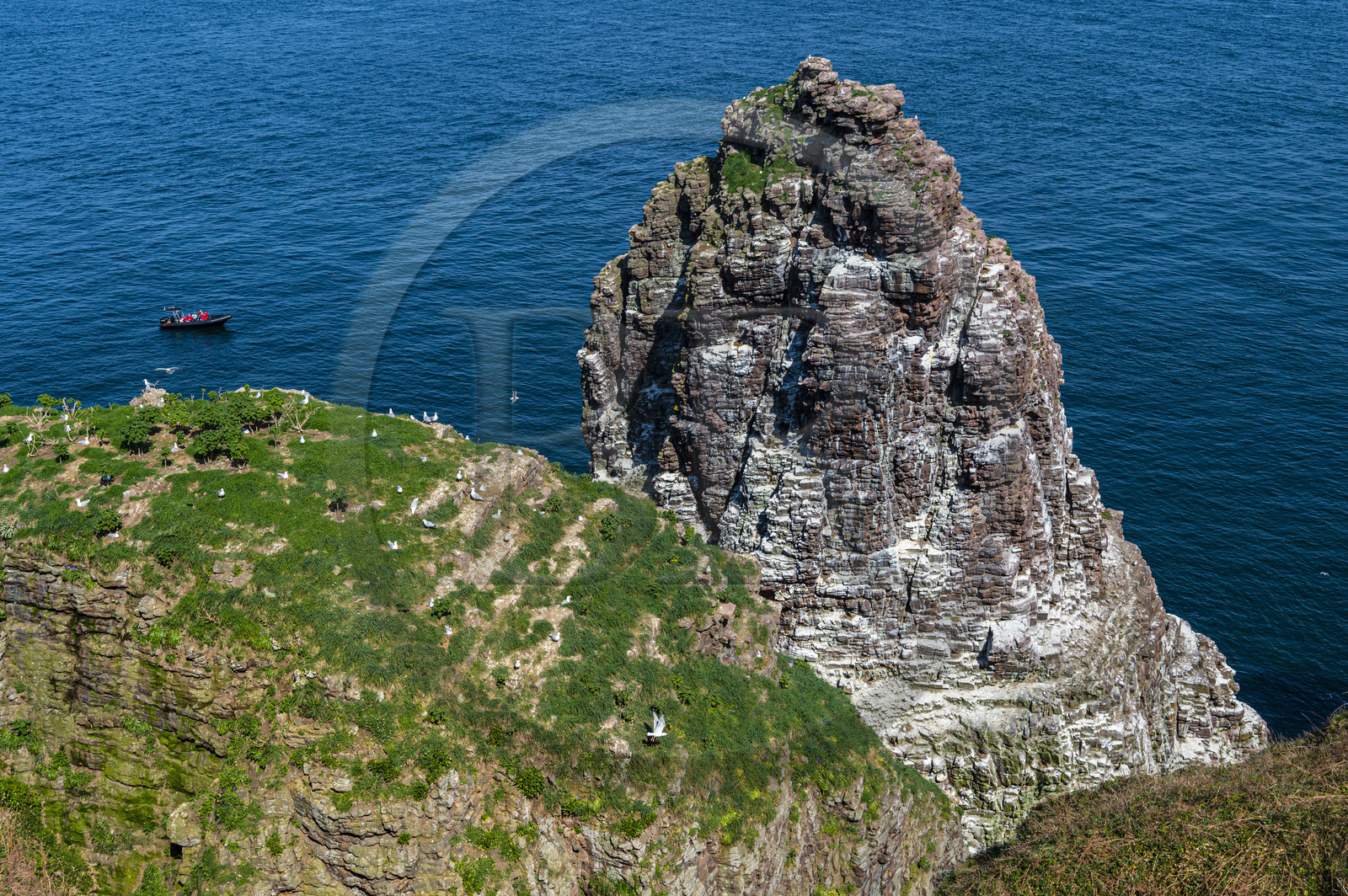 France, Ille et Vilaine, Cote d'Emeraude (Emerald Coast), Plevenon, the Cap Frehel, Fauconniere sandstone rock where thousands of birds live together