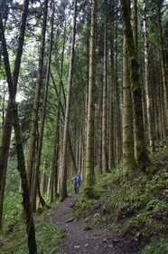France, Haut-Rhin (68), Parc naturel régional des ballons des Vosges, randonneurs remontant la vallée de Storckensohn vers le sommet de La Tête des Perches