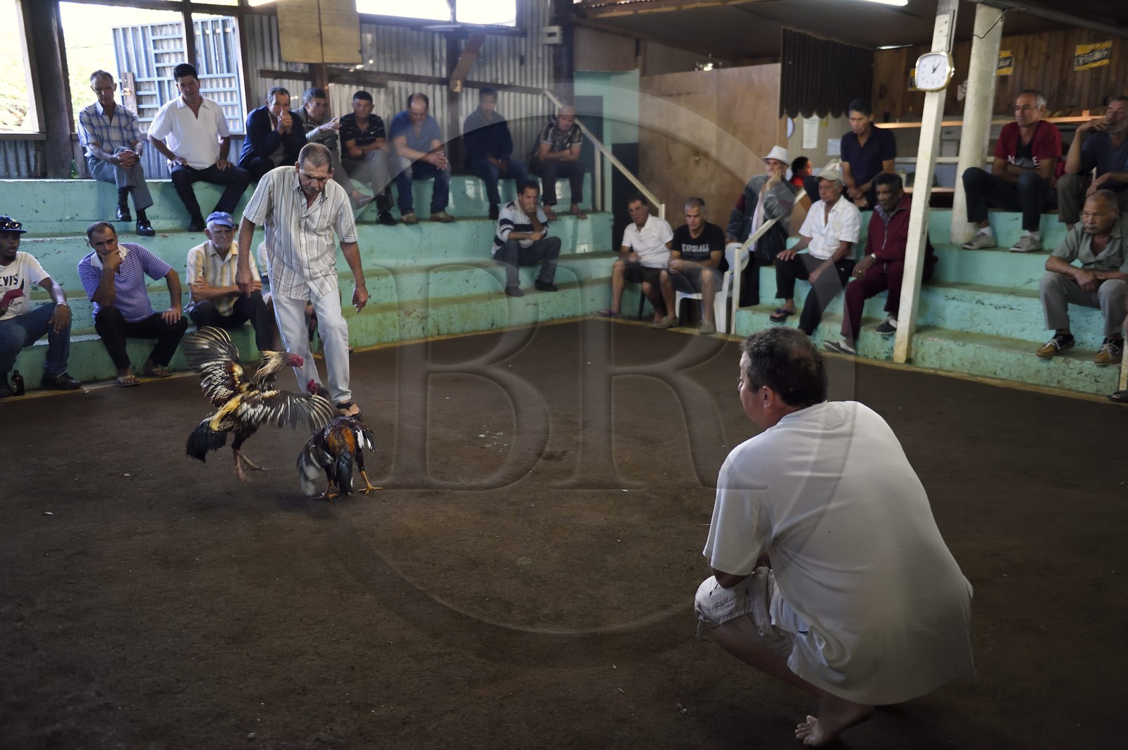 France, Ile de la Reunion, Petit Tampon, combat de coqs dans le Rond de Coq