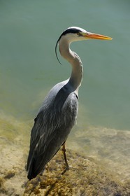 France, Val-de-Marne (94), les bords de Marne, Champigny-sur-Marne, Héron cendré (Ardea cinerea)