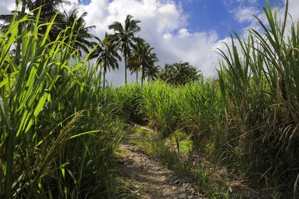 France, Ile de la Reunion, côte sud, Saint-Philippe, champ de canne a sucre