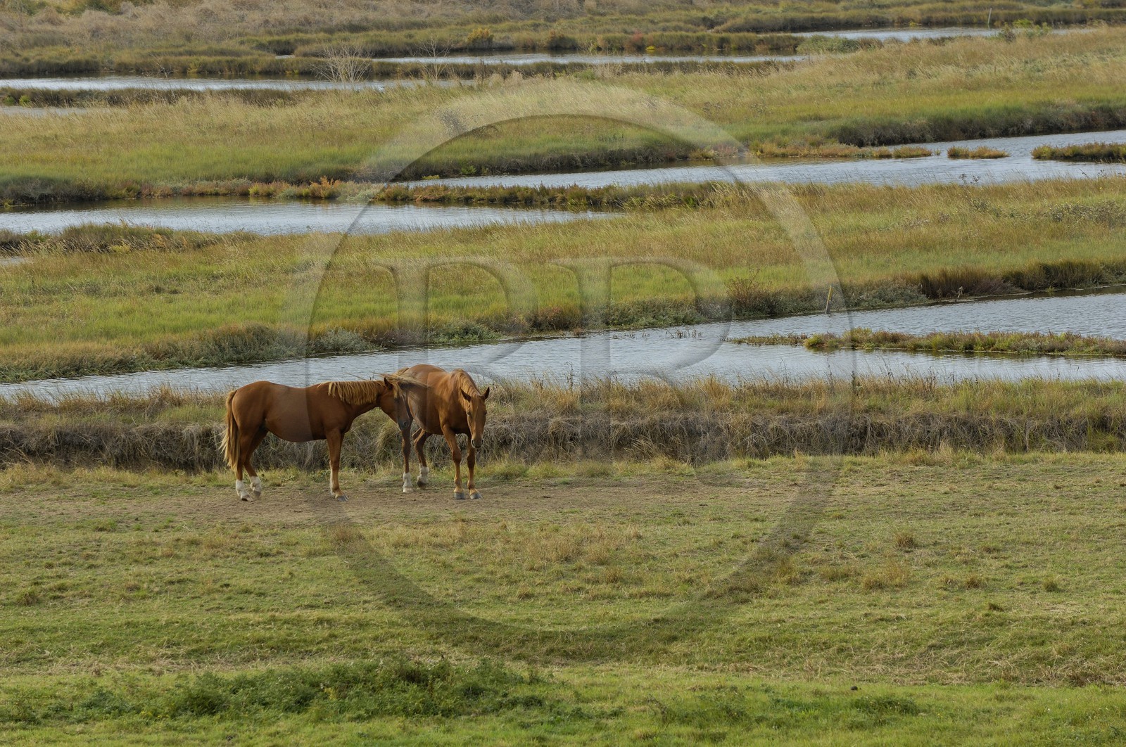 France, Charente-Maritime (17), citadelle de Brouage