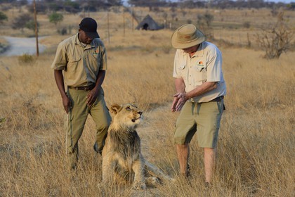 Zimbabwe, province des Midlands, Gweru, Antelope Park qui abrite ALERT (African Lion and Environmental Research Trust), marche à pied en compagnie de lions dans la brousse, le managing director Gary Jones et des guides - dresseurs