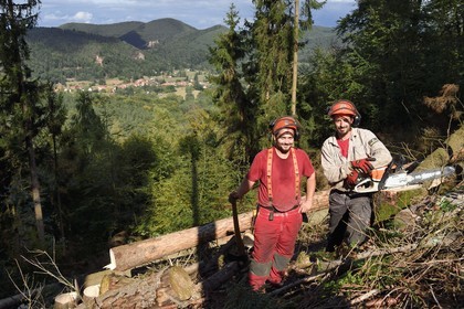 France, Bas Rhin, Northern Vosges Regional Natural Park, Obersteinbach, Steinbach national forest, loggers Noémi Greiner and Emmanuel Birgel cutting spruce trees sick by bark beetles underneath the ruins of the Wittschloessel fort