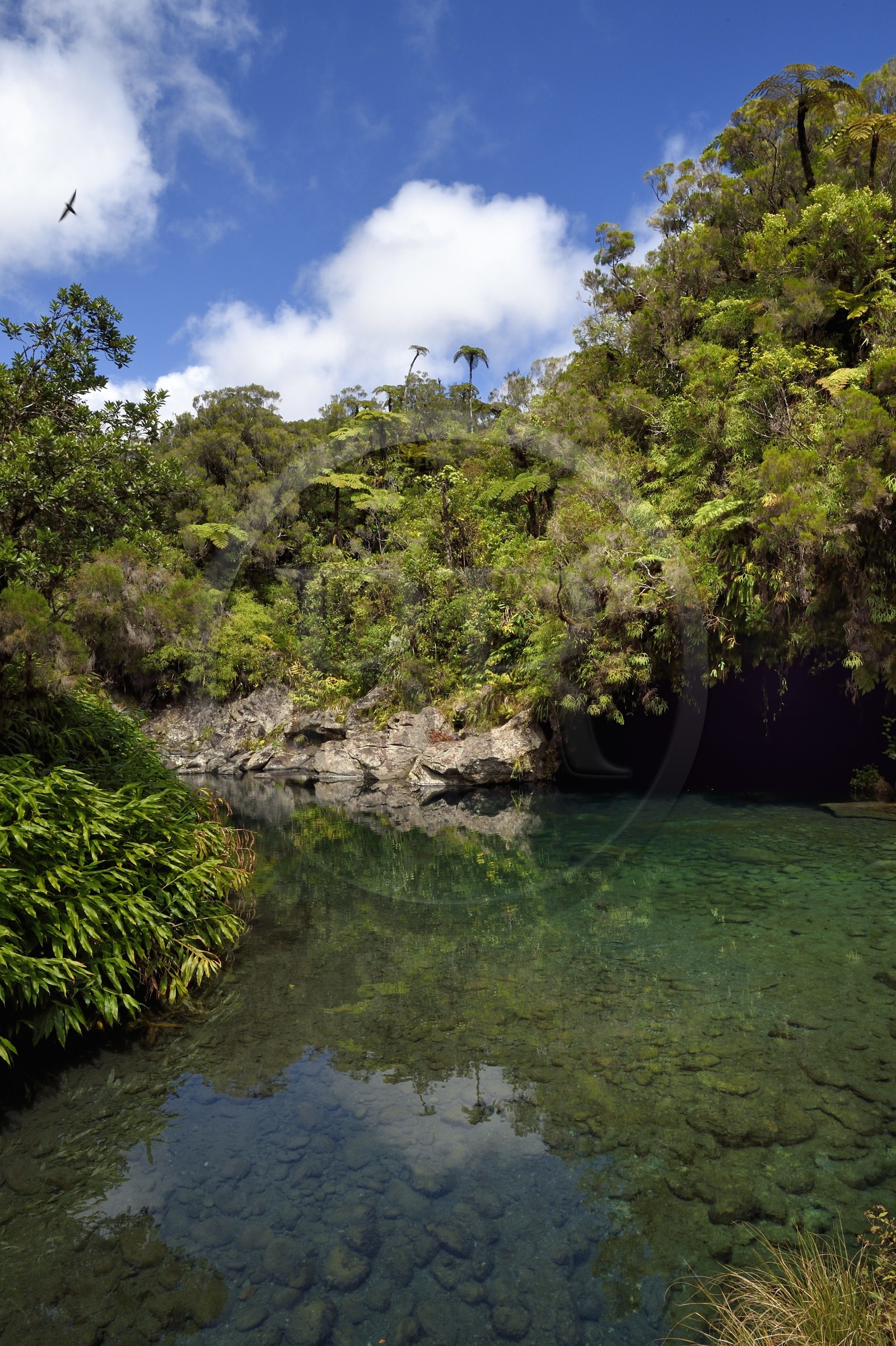 France, Ile de la Reunion, Parc National de la Réunion classé Patrimoine Mondial de l'UNESCO, La Plaine des Palmistes, forêt de Bébour, sentier de randonnée Cassé de Takamaka, Bassin des Hirondelles