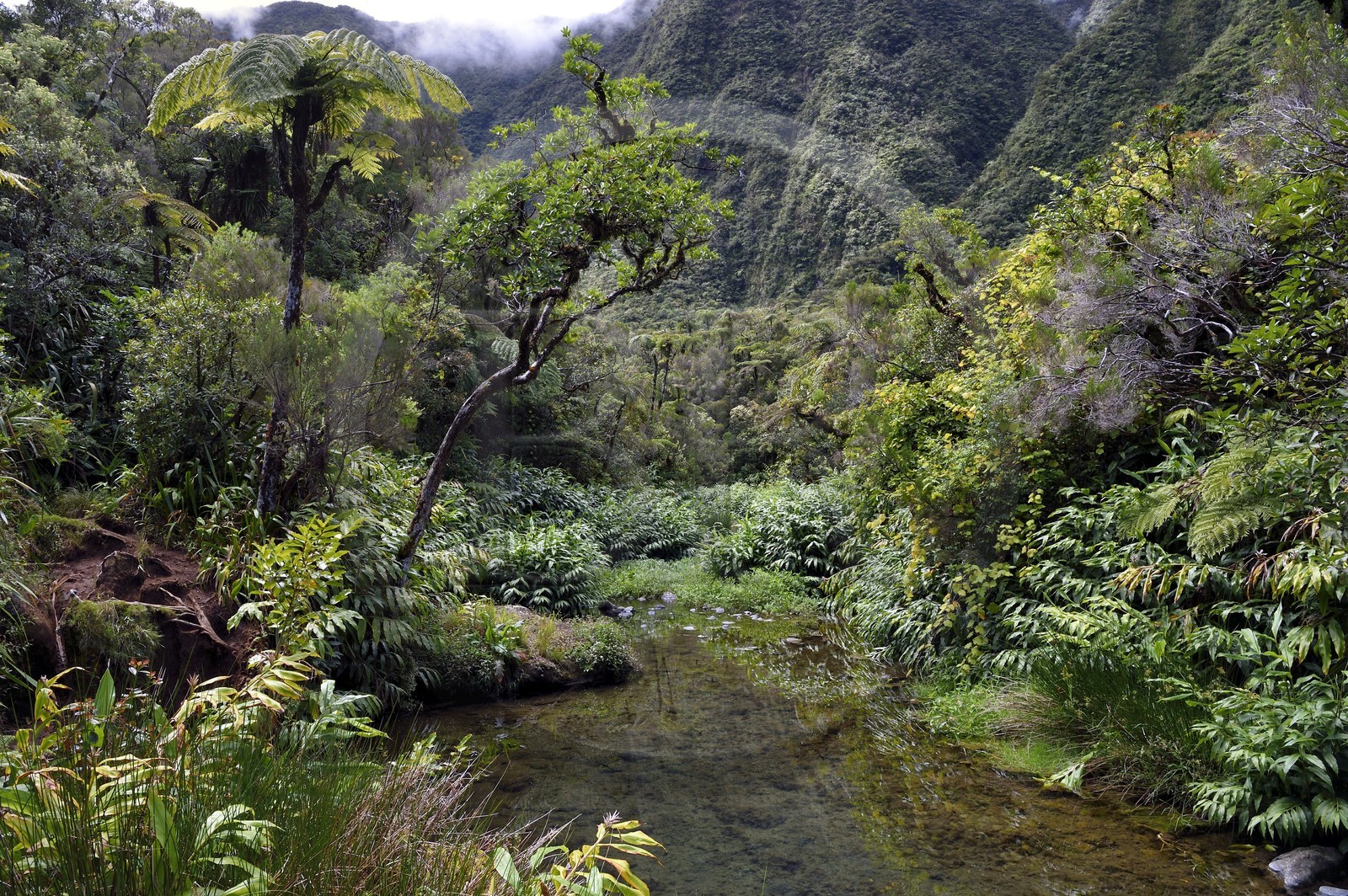 France, Ile de la Reunion, Parc National de la Réunion classé Patrimoine Mondial de l'UNESCO, La Plaine des Palmistes, forêt de Bébour, sentier de randonnée Cassé de Takamaka, Bassin des Hirondelles