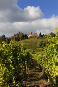France, Bas-Rhin (67), château de Kintzheim et son vignoble