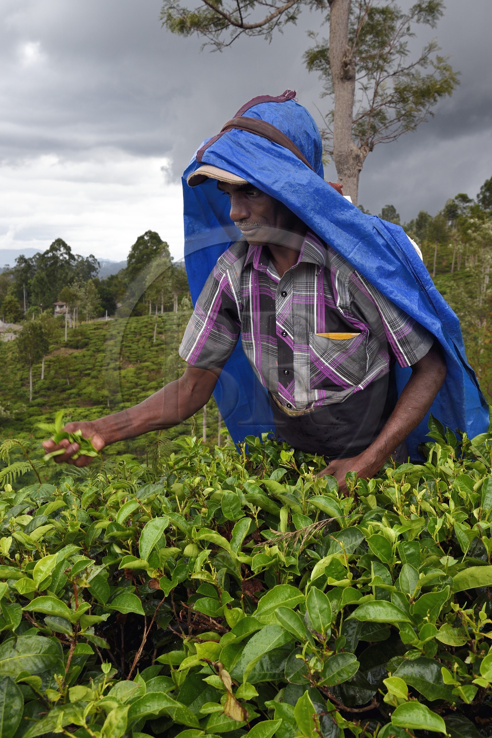 Sri Lanka, Province d'Uva, Bandarawela, cueillette des feuilles dans une plantation de thé