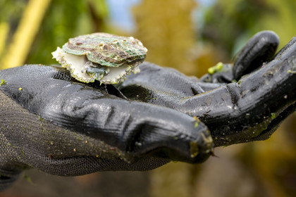 France, Finistère (29), Pays des Abers, estuaire de l'Aber Wrac'h, ormeau (haliotis tuberculata) de 3 ans issu d'un élevage en pleine mer par France Haliotis