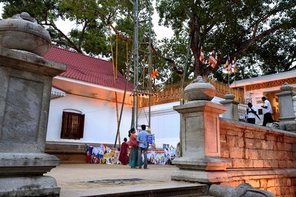 Sri Lanka, province du Centre-Nord, site d'Anuradhapura classé Patrimoine Mondial de l'UNESCO, capitale du Sri Lanka au IIIe siècle avant JC, le Sri Maha Bodhi est un figuier sacré, il est supposé être la branche sud de l'arbre historique Sri Maha Bodhi à Bodh Gaya en Inde sous lequel Bouddha atteint l'illumination