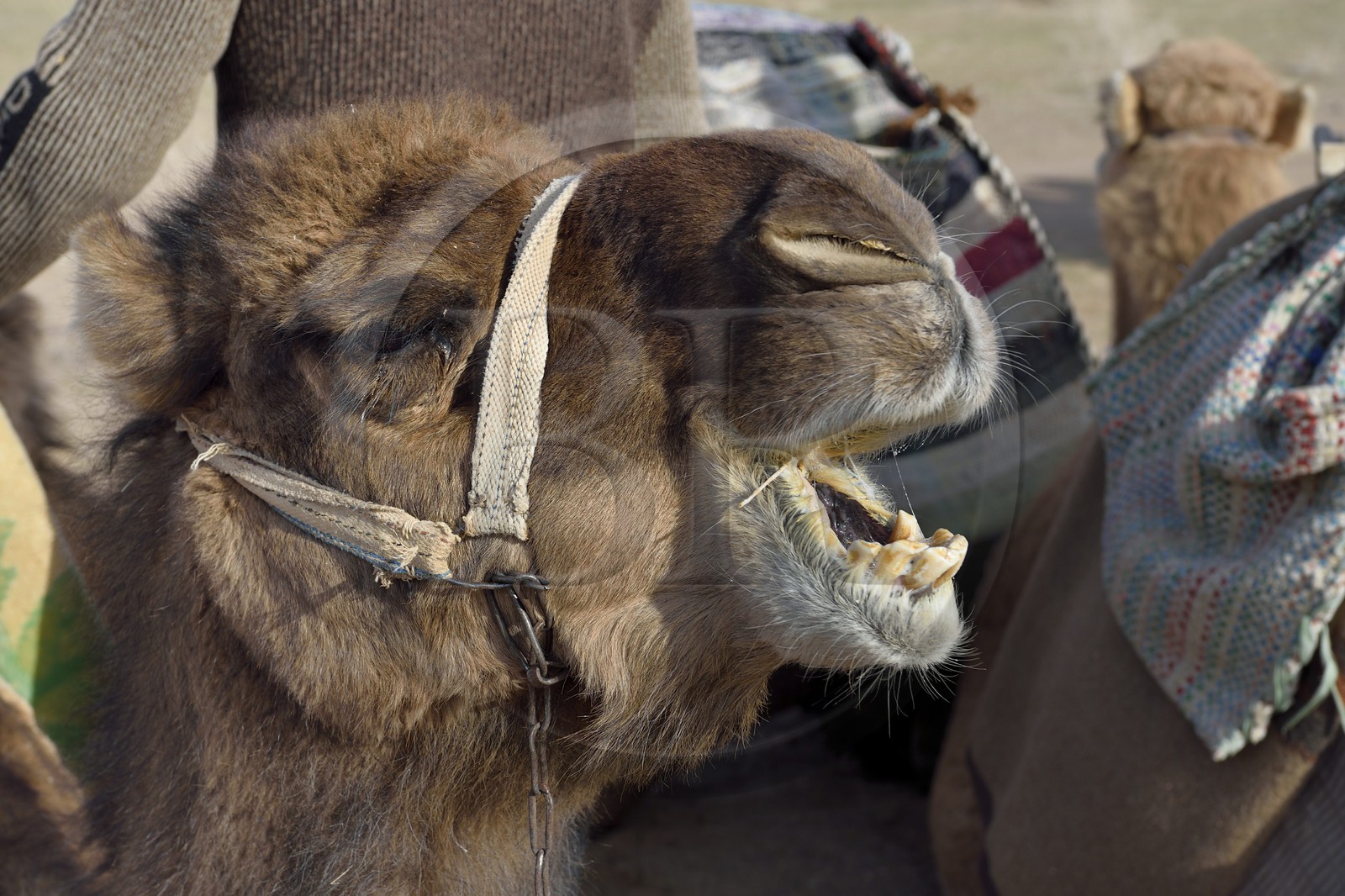 Iran, Isfahan province, Dasht-e Kavir desert, Mesr in Khur and Biabanak County, dromedary (Camelus dromedarius)