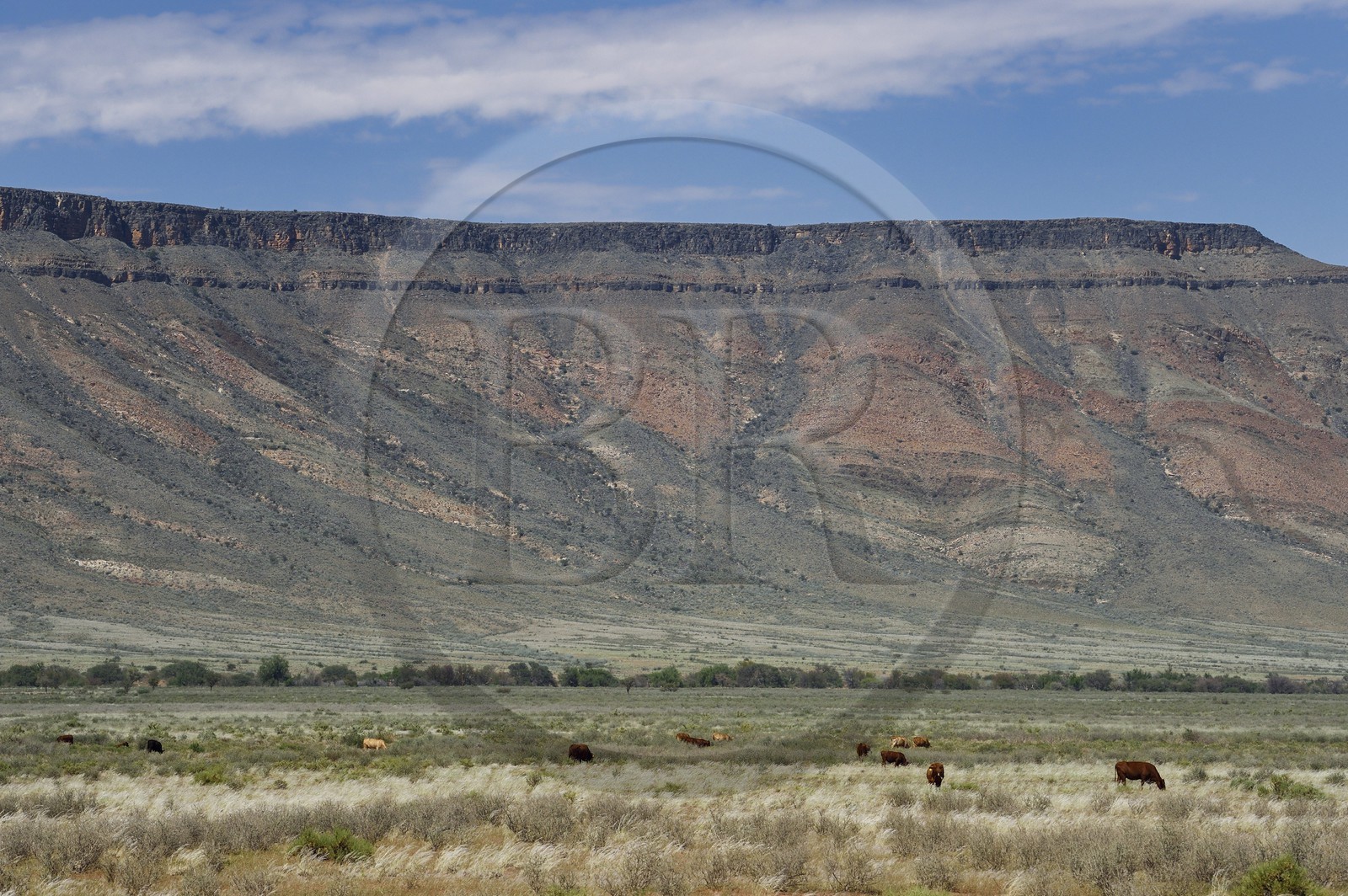 Namibia, Hardap region, Namib Desert East of the Namib Naukluft National Park in the the Zaris Mountains range, cows herd