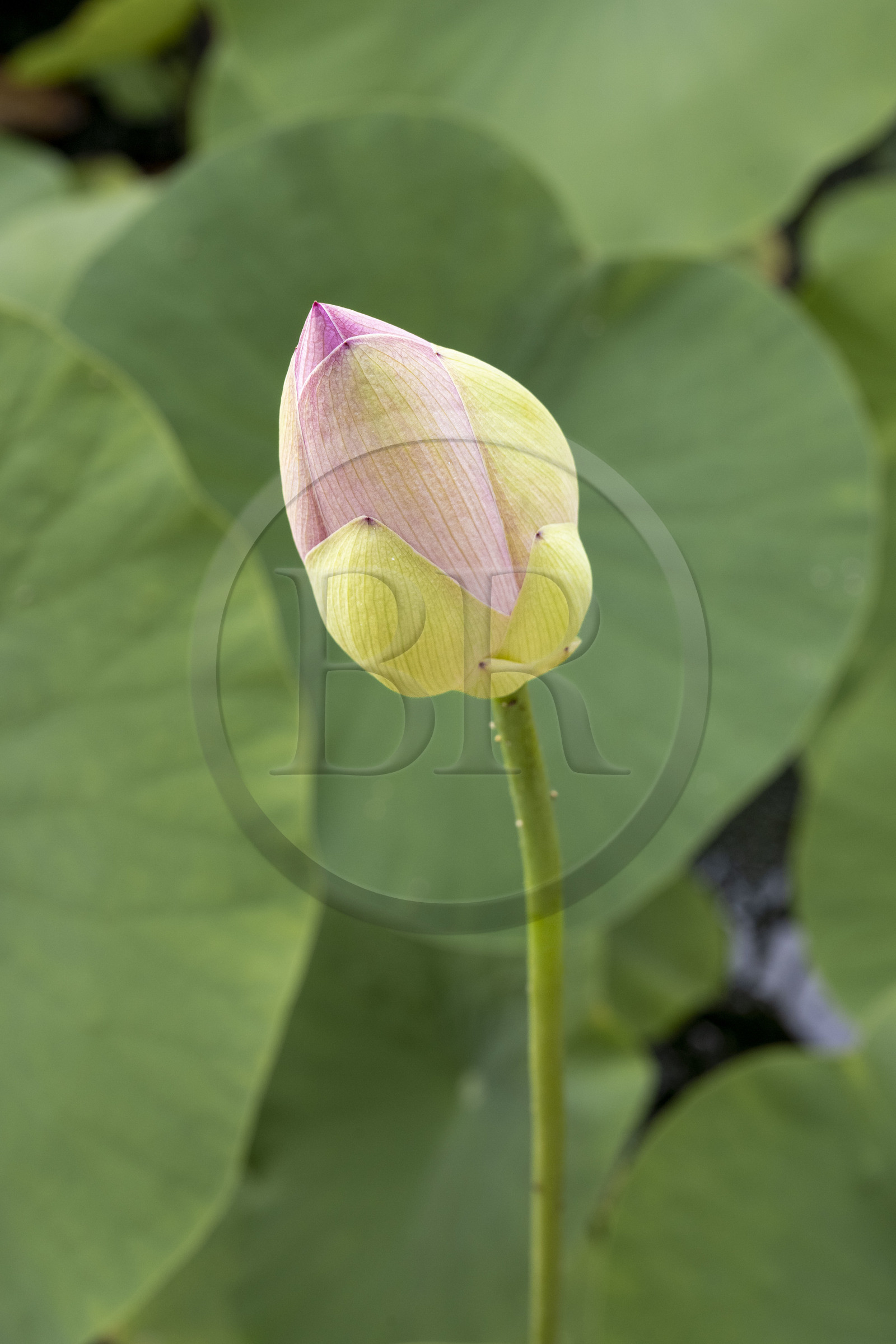 France, Alpes-Maritimes, Menton, Domaine des Colombieres, lotus flower bud