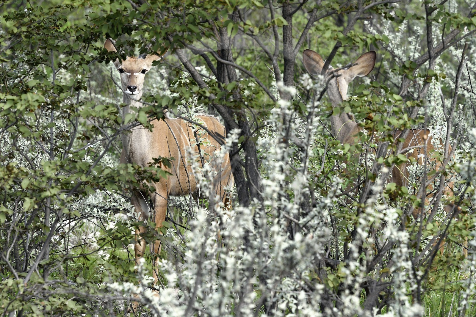 Namibie, région de Oshikoto, Parc National d'Etosha, grand koudou (Tragelaphus strepsiceros) femelle