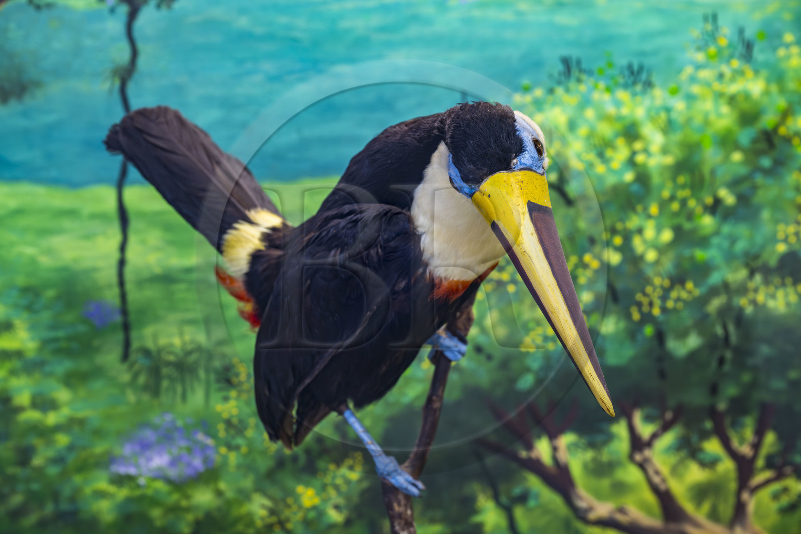 France, Guyane, Cayenne, musée départemental Alexandre-Franconie, Toucan à bec rouge (Ramphastos tucanus) naturalisé