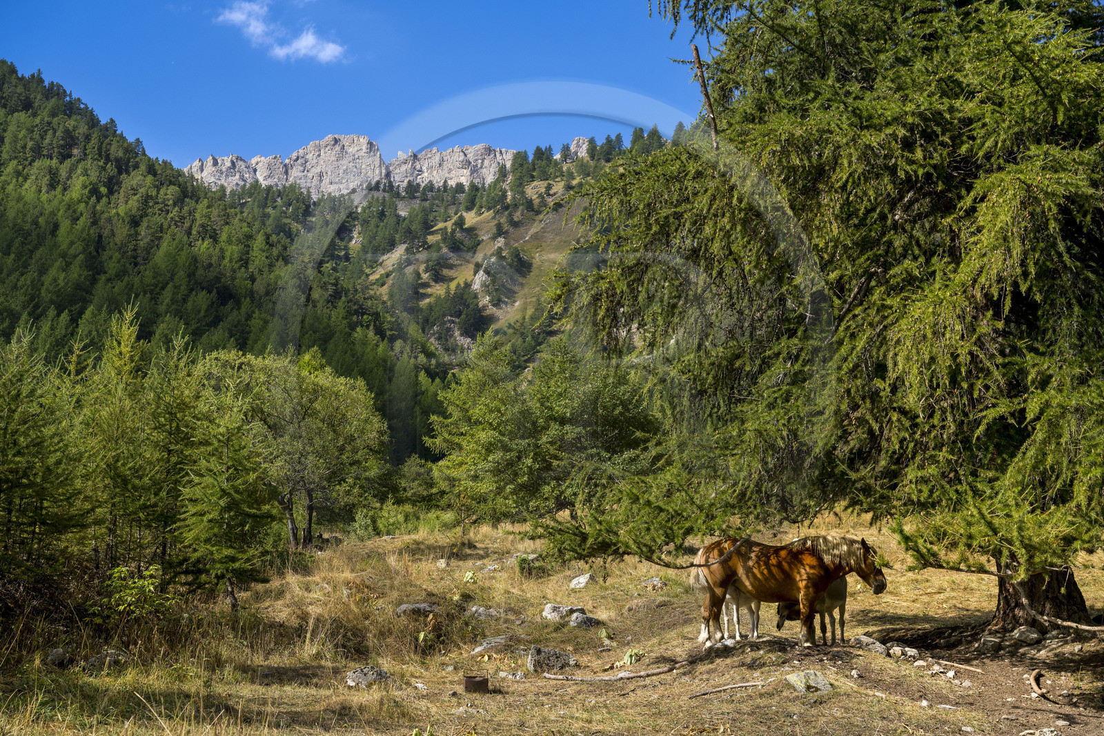 France, Hautes Alpes, Nevache, the Vallée Etroite (Narrow Valley) on the Italian border