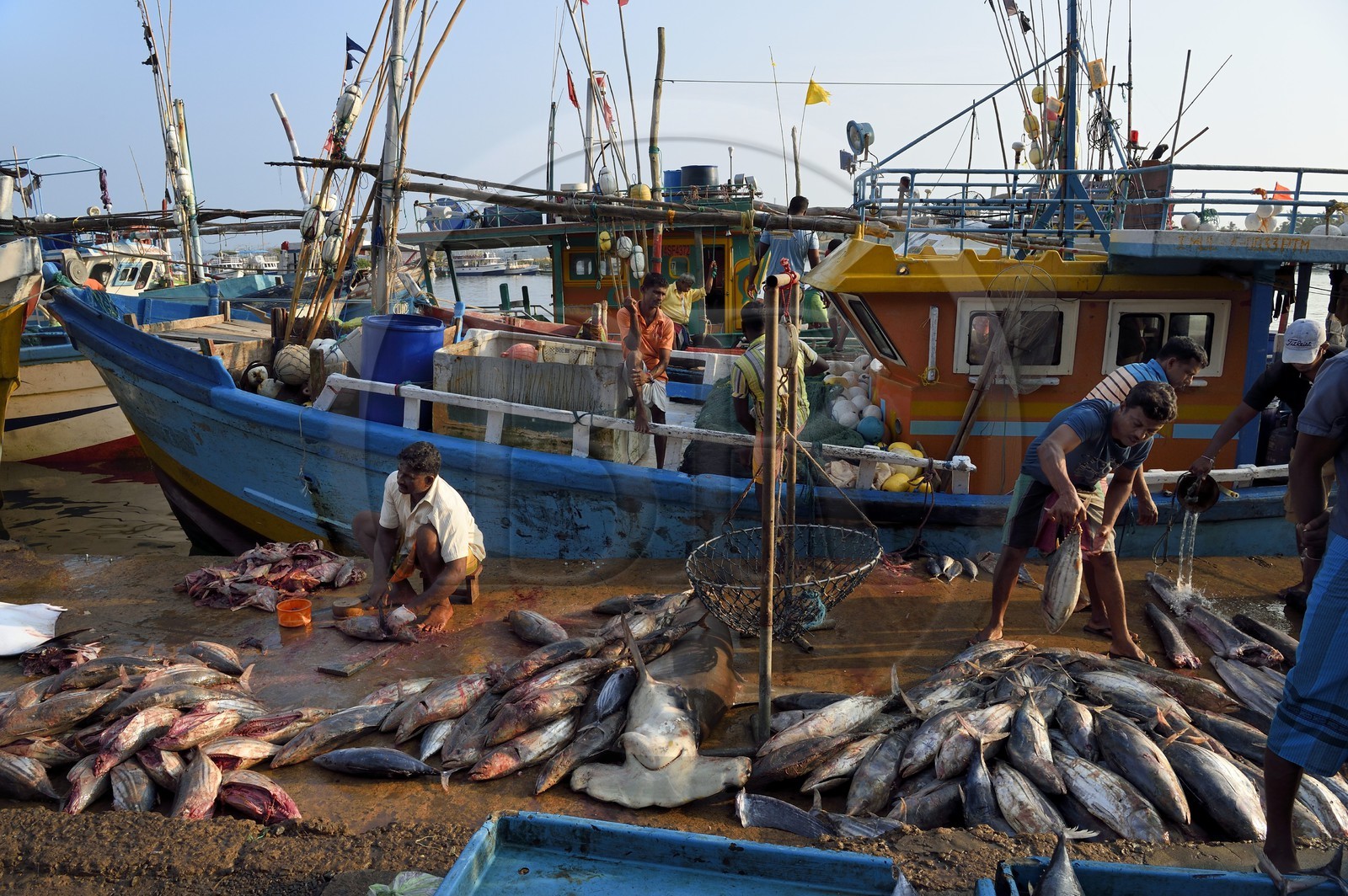 Sri Lanka, Province du Sud, Matara (district), Weligama, port de pêche de Mirissa, pesée et vente de poissons sur le quai au retour de la pêche, requin marteau