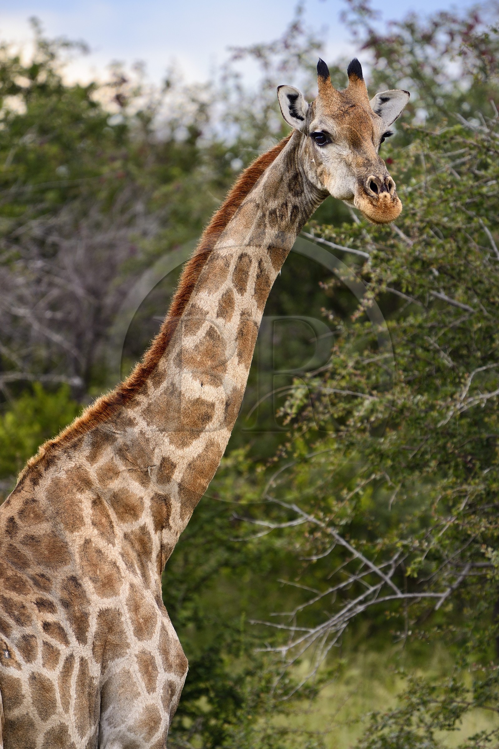 Namibia, Oshikoto region, Etosha National Park, giraffe (Giraffa camelopardalis)