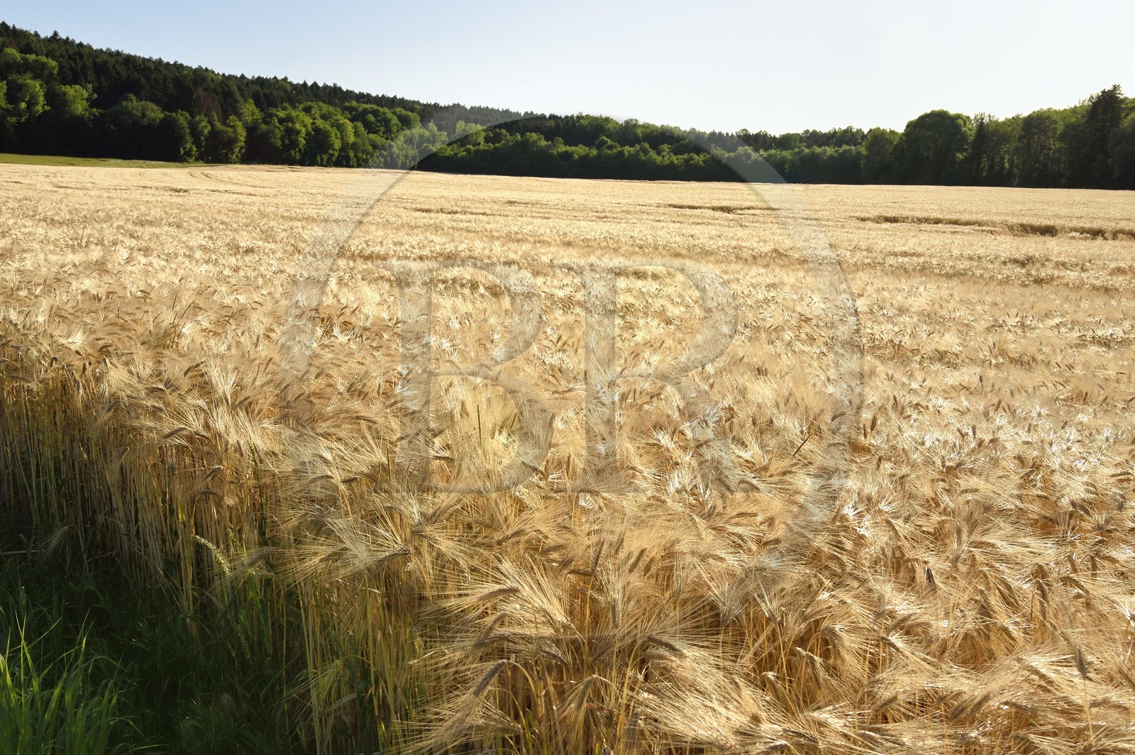 France, Meuse (55), Vaux-Devant-Damloup, ancien champs de bataille de Verdun, champ d'orge