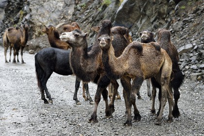 Azerbaïdjan, région de Ismailli, jeunes chameaux de Bactriane (Camelus bactrianus) en transhumance sur la route descendant de Lahij (Lahic)