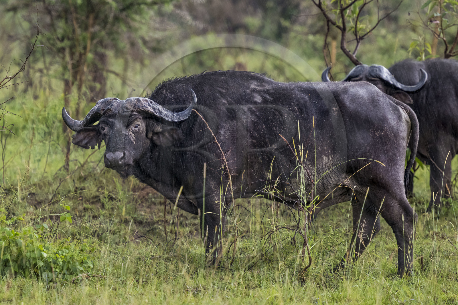 Rwanda, Parc national de l'Akagera, buffle noir des savanes (Syncerus caffer) sous la pluie