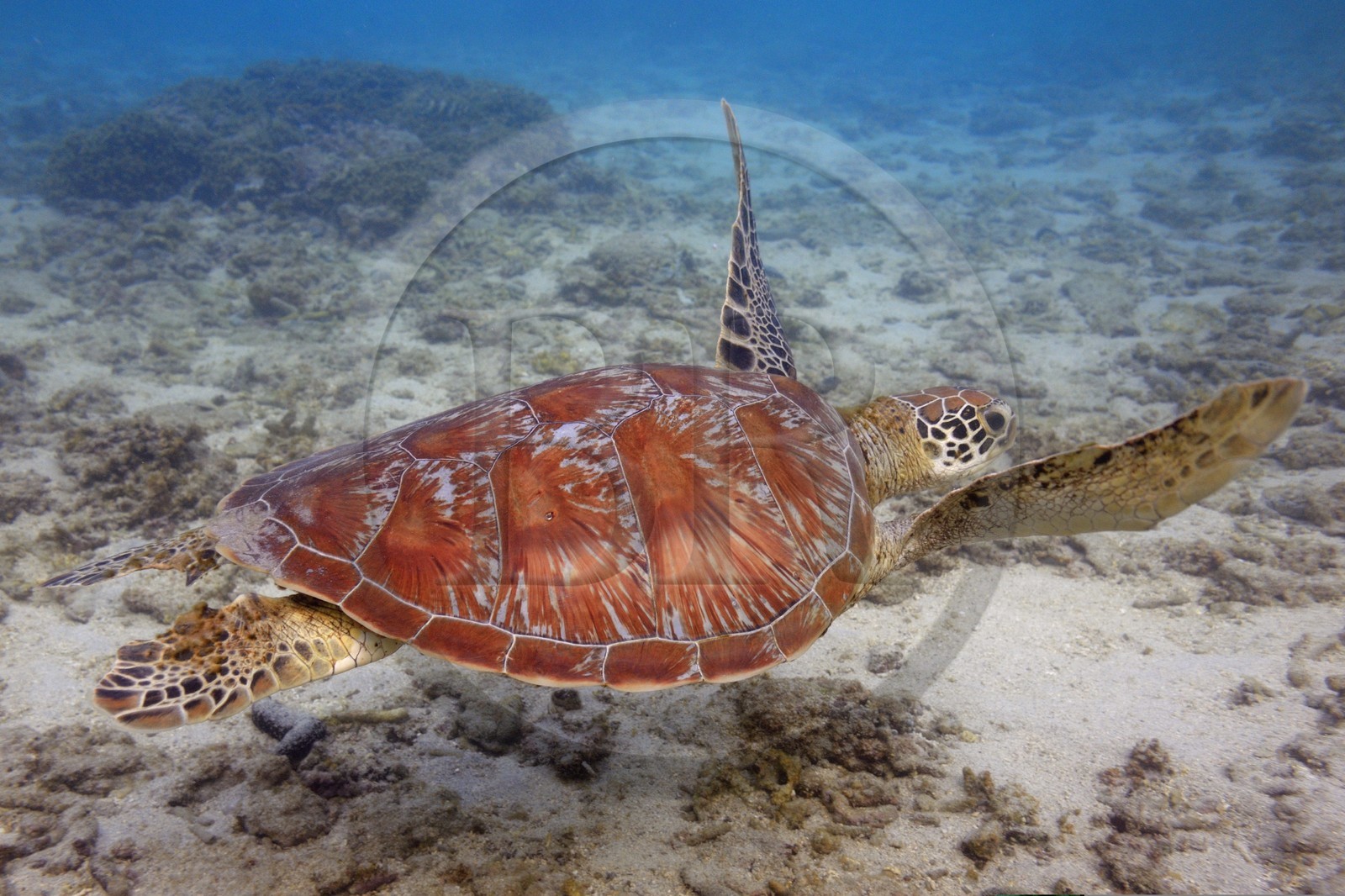 France, Reunion island (French overseas department), West Coast, Saint Gilles Les Bains (town of Saint-Paul), coral reef of Ermitage lagoon, green sea turtle (Chelonia mydas) (underwater view)