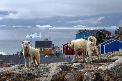 Groenland, cote ouest, Uummannaq, chiens de traineau