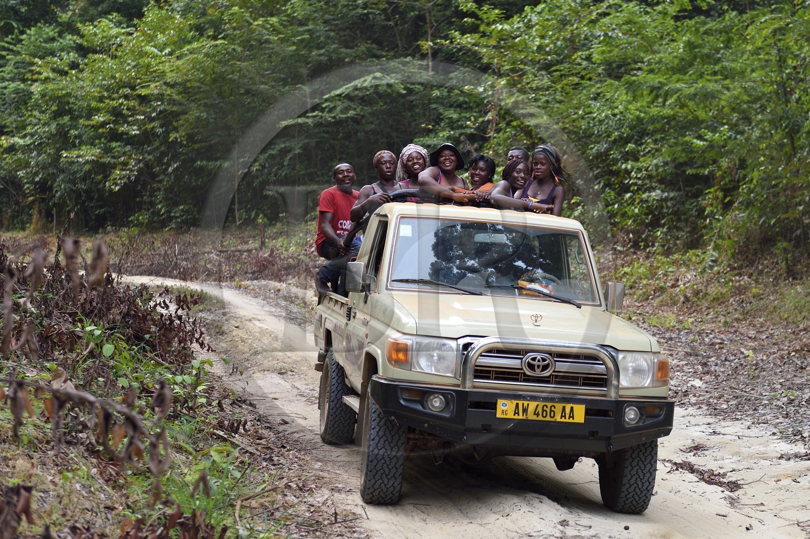 Gabon, province de Ogooué- Maritime, Omboué, région du Loango, pick-up sur une piste en forêt