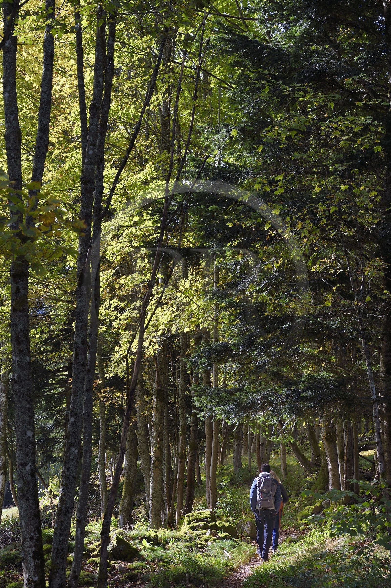 France, Vosges, Le Valtin, hike in the Valtin valley in the upper Meurthe valley, crossing the beech and white fir tree forest