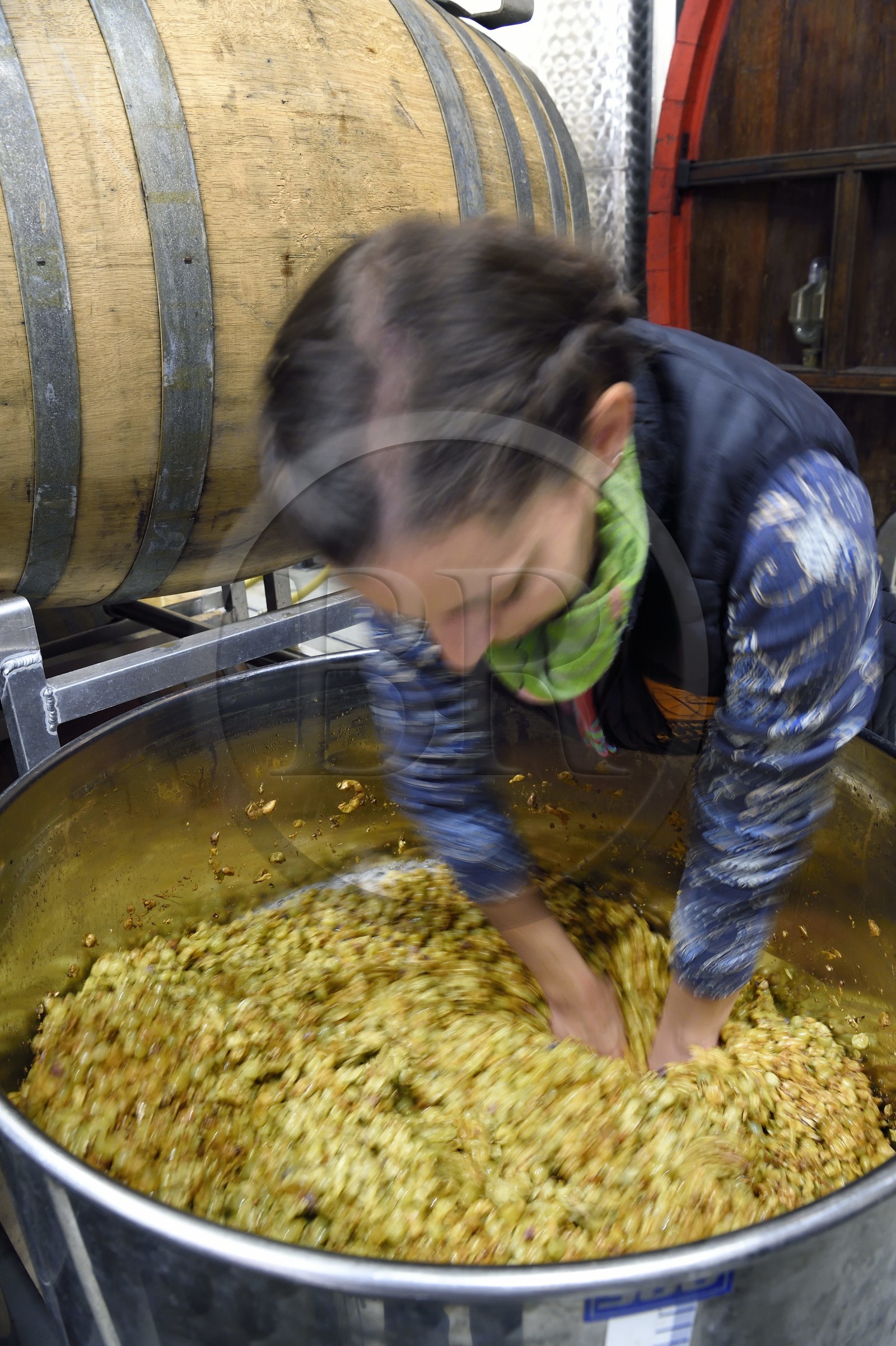 France, Bas-Rhin (67), Route des vins d'Alsace, Nothalten, domaine viticole Philippe Sohler, cuve de fermentation, la viticultrice Lydie Sohler effectue un pigage d'une masseration de cépage blanc de Zellberg