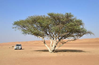 Sultanat d'Oman, gouvernorat de Ash Sharqiyah, désert des Wahiba Sands ou Sharqiya Sands, acacia
