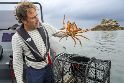France, Finistère (29), Baie de Morlaix, Carantec, pêche au panier, araignée de mer (Maja brachydactyla) femelle