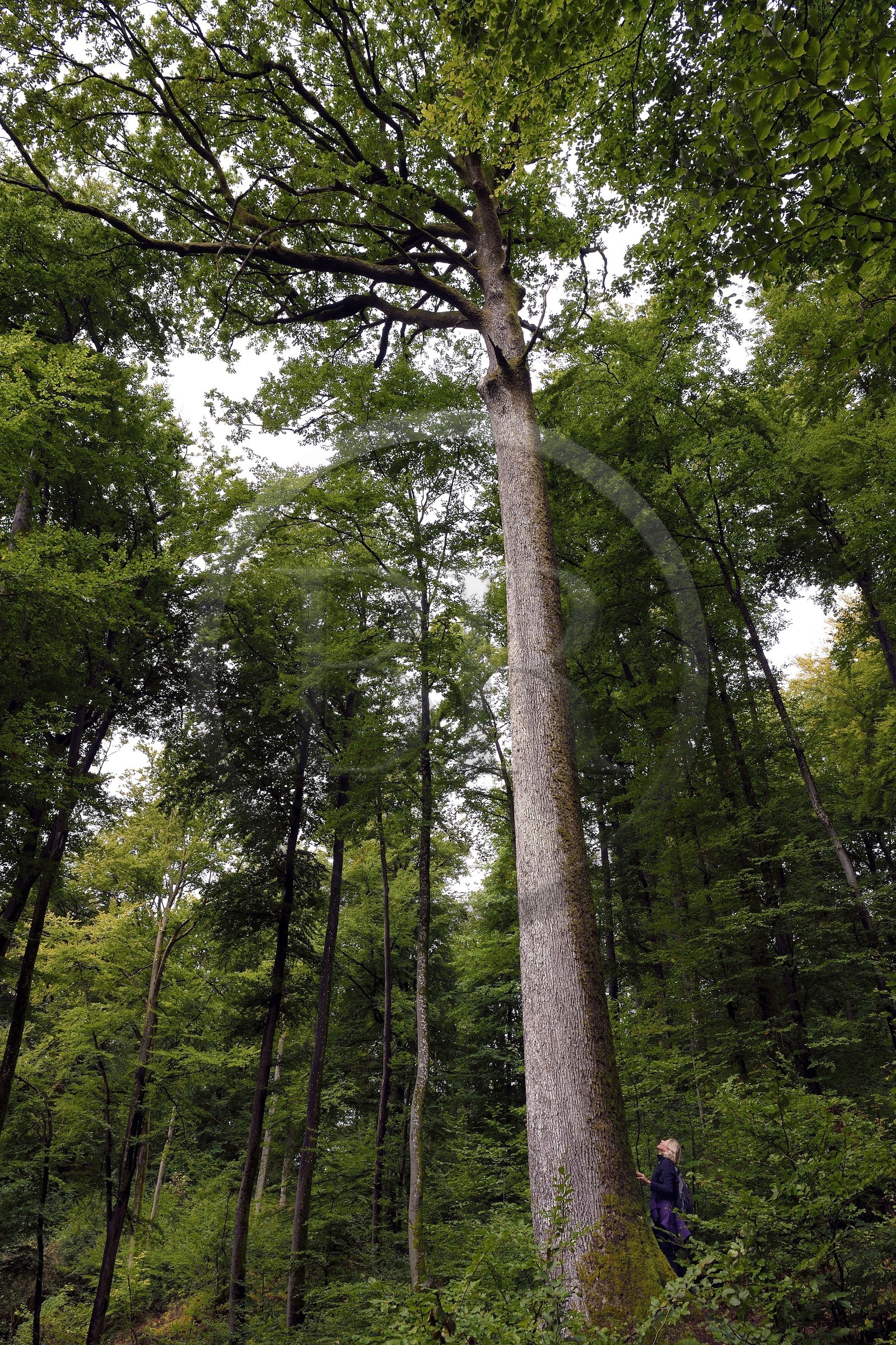 France, Bas-Rhin (67), Parc Naturel régional des Vosges du Nord, La Petite Pierre, randonneuse sur le sentier des Trois Roches, le grand chêne haut d’une quarantaine de mètres et qui aurait 240 ans