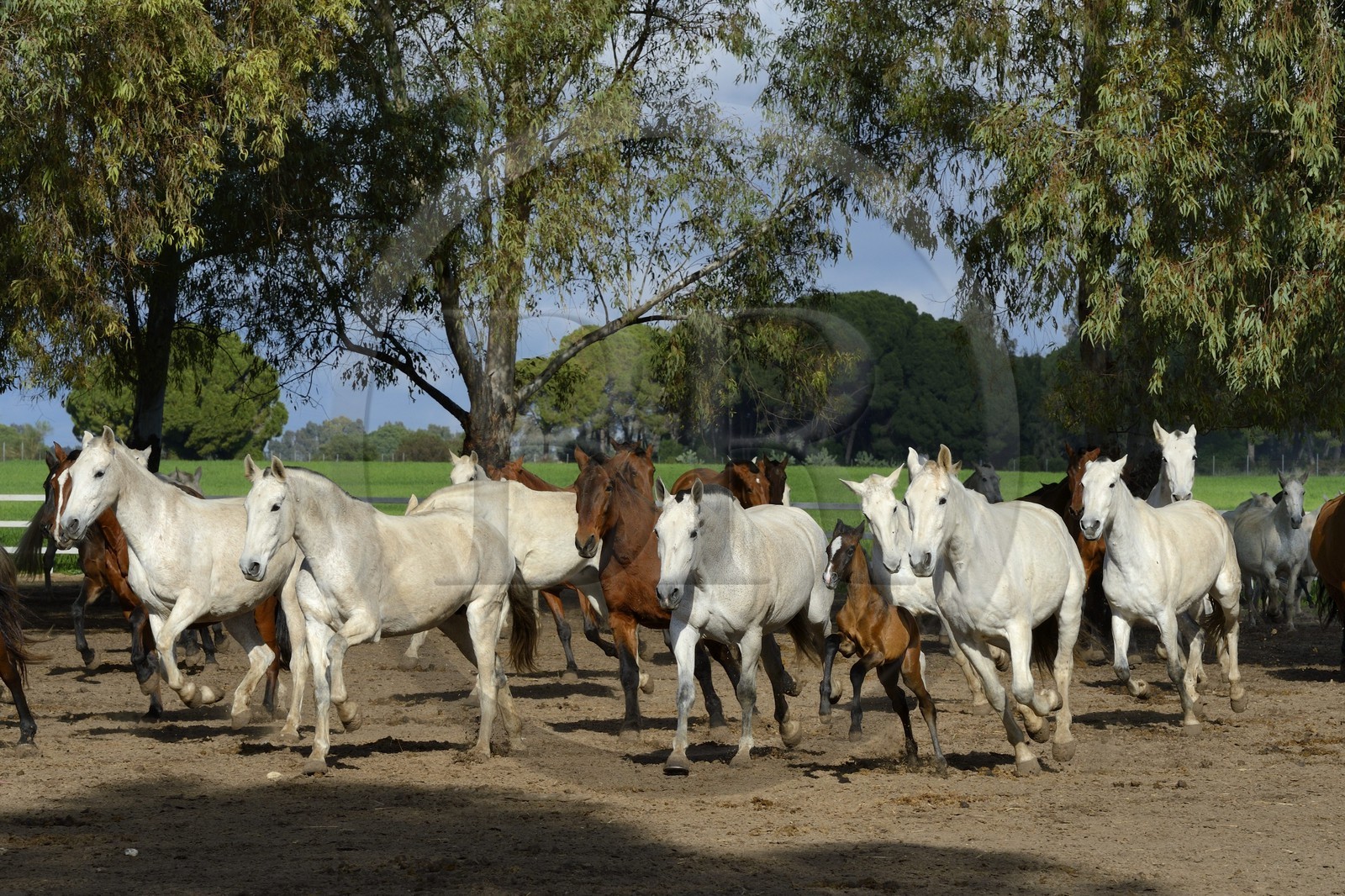 Espagne, Andalousie, province de Séville, Utrera, le haras Ayala (Yeguada Ayala), Pure race espagnole ou PRE (Pura Raza Espanola)