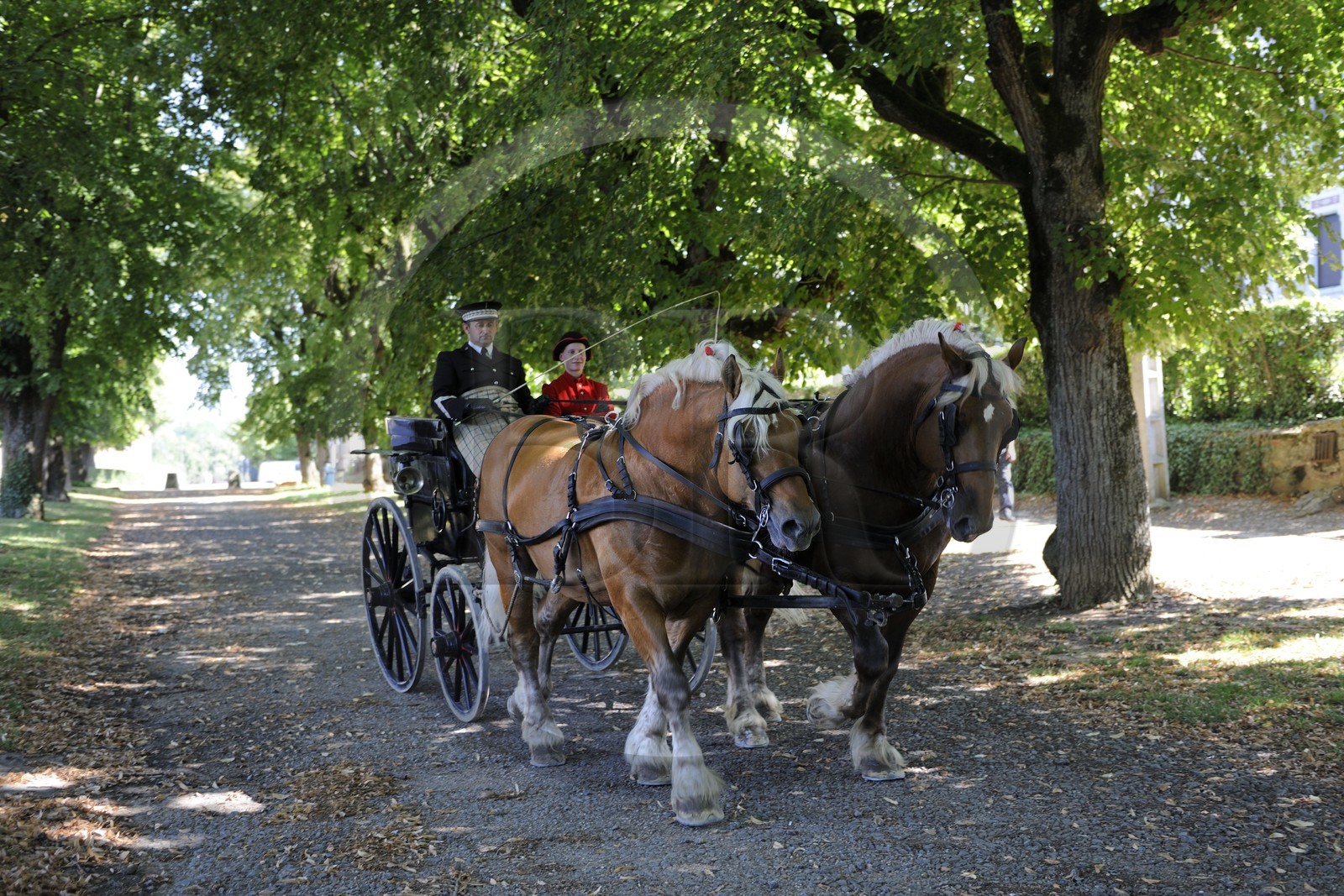 France, Saône et Loire (71), Cluny, attelage du Haras national