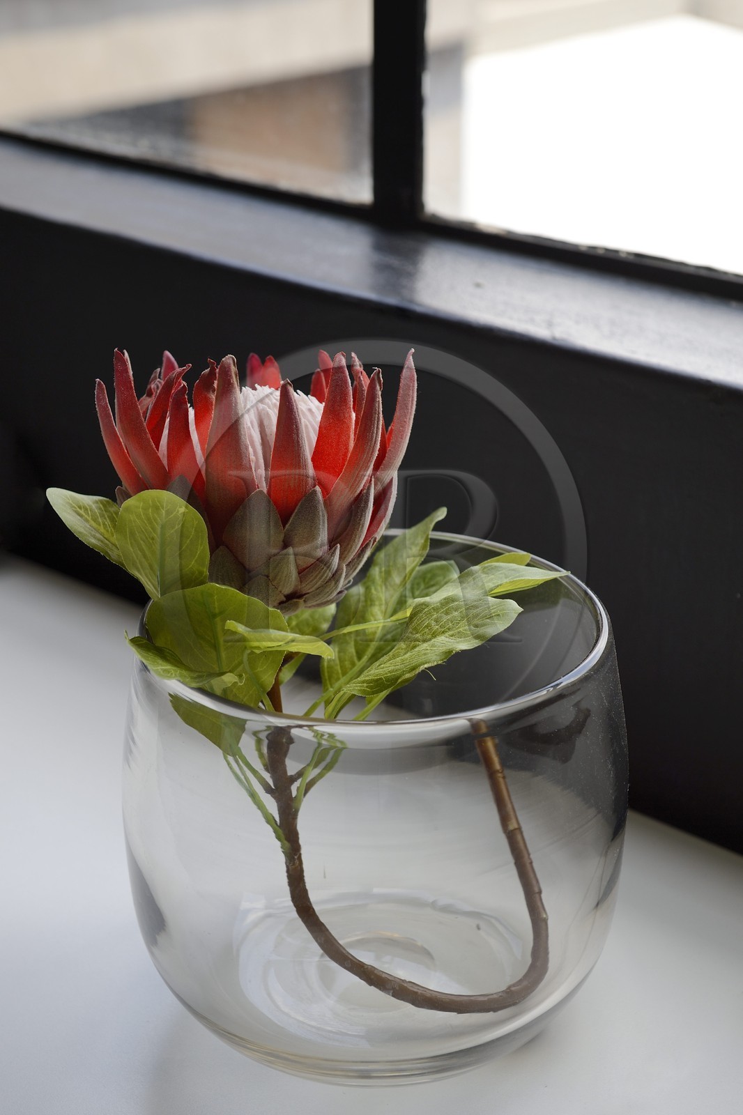 Afrique du Sud, province de Gauteng, Johannesburg, quartier de Maboneng, le Johannesburg Art hotel 12 Decades retrace l'histoire de Johannesburg de 1886 à 2006 avec des chambres conçues et conceptualisées par des artistes et des designers parmis les plus célèbres d'Afrique du Sud, protéa géante (Protea cynaroides) qui est un des emblème de l'Afrique du Sud