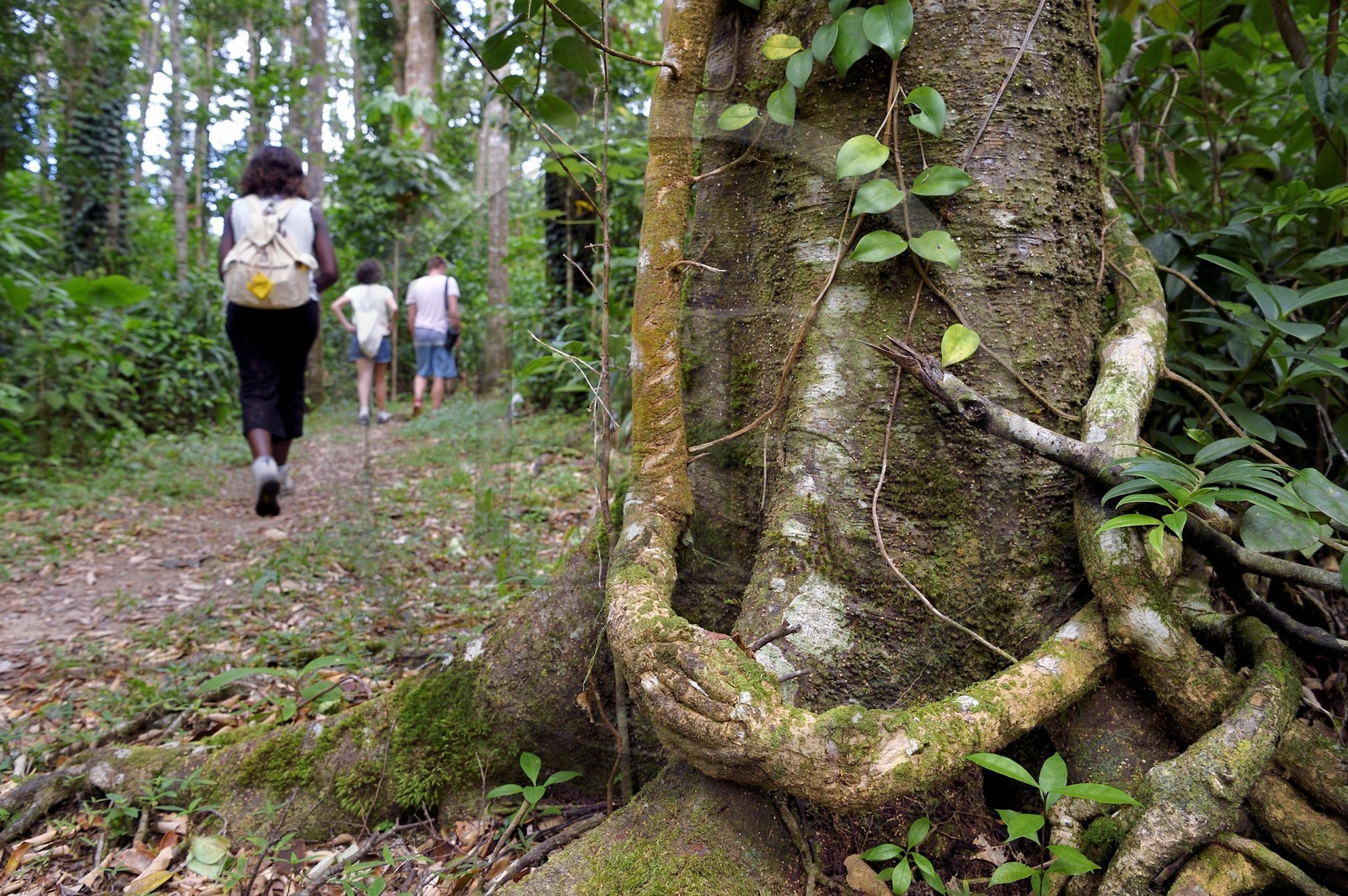 Caraïbes, Ile de la Dominique, Parc national de Morne Diablotin, arbre Kaymit (pouteria discolor), curieuse branche en forme de main