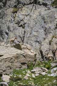 France, Alpes-Maritimes (06), parc national du Mercantour, Haute-Vésubie, Saint-Martin-Vésubie, Val du Haut Boréon, bouquetin des Alpes (Capra ibex) femelle appelée étagne vers le lac de Trécolpas