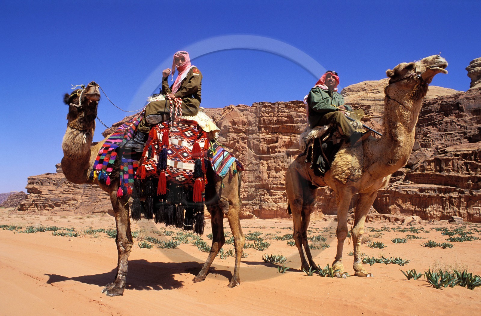 Jordan, Wadi Rum, a patrol of Camel Corp or police force of the desert on their dromedaries