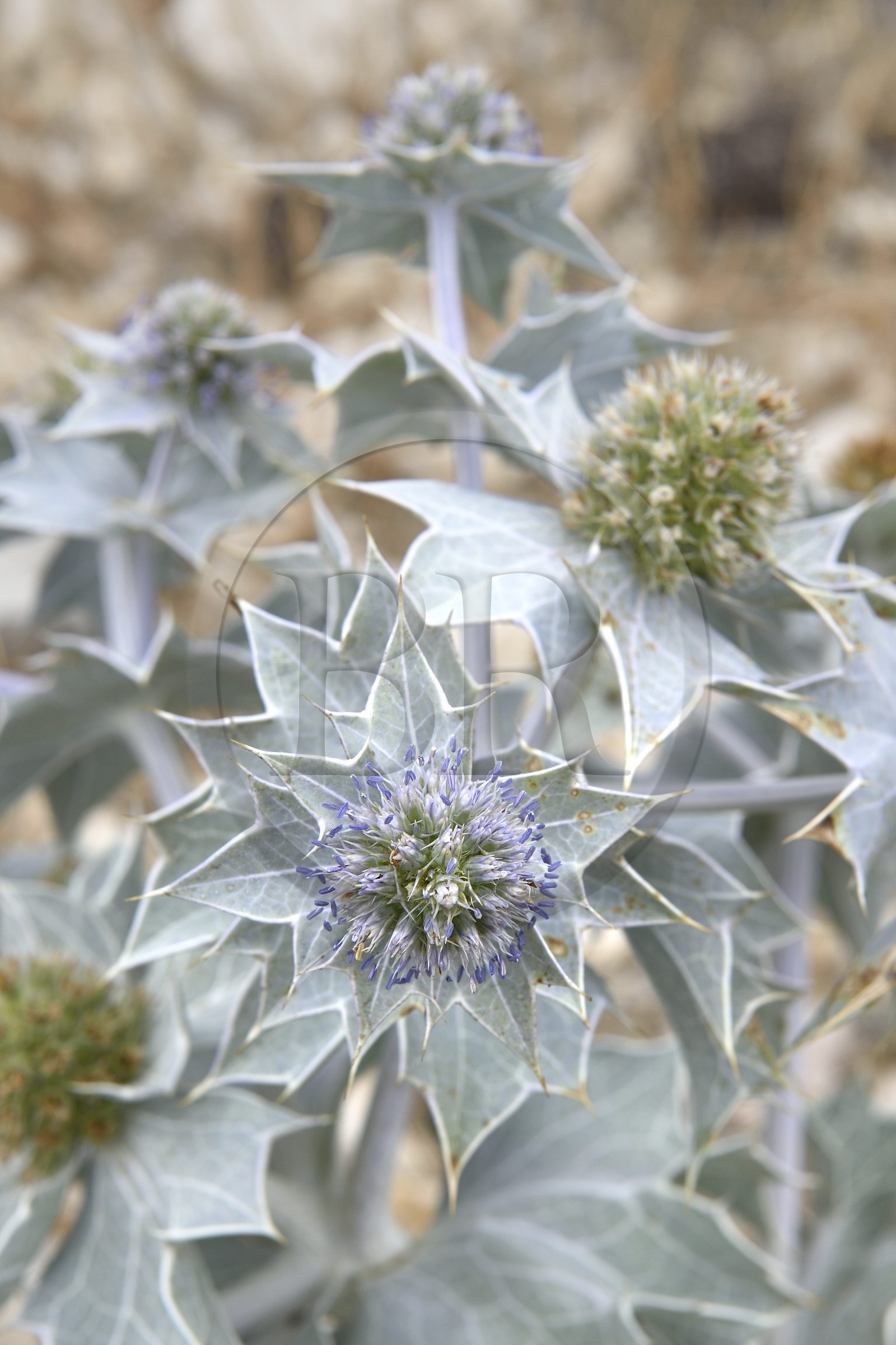 France, Bouches-du-Rhône (13), Parc naturel régional de Camargue, Panicaut maritime (Eryngium maritimum) emblème du Conservatoire de l'espace littoral et des rivages lacustres