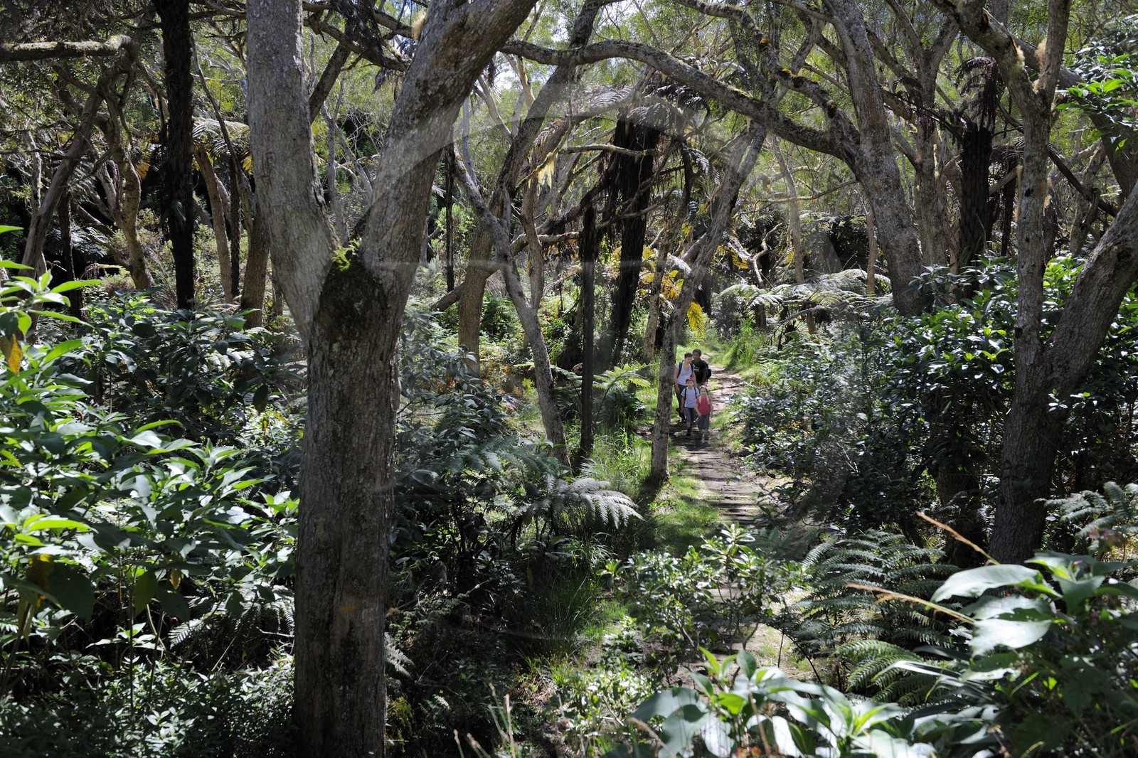 France, île de la Réunion, randonneurs en forêt de Bélouve