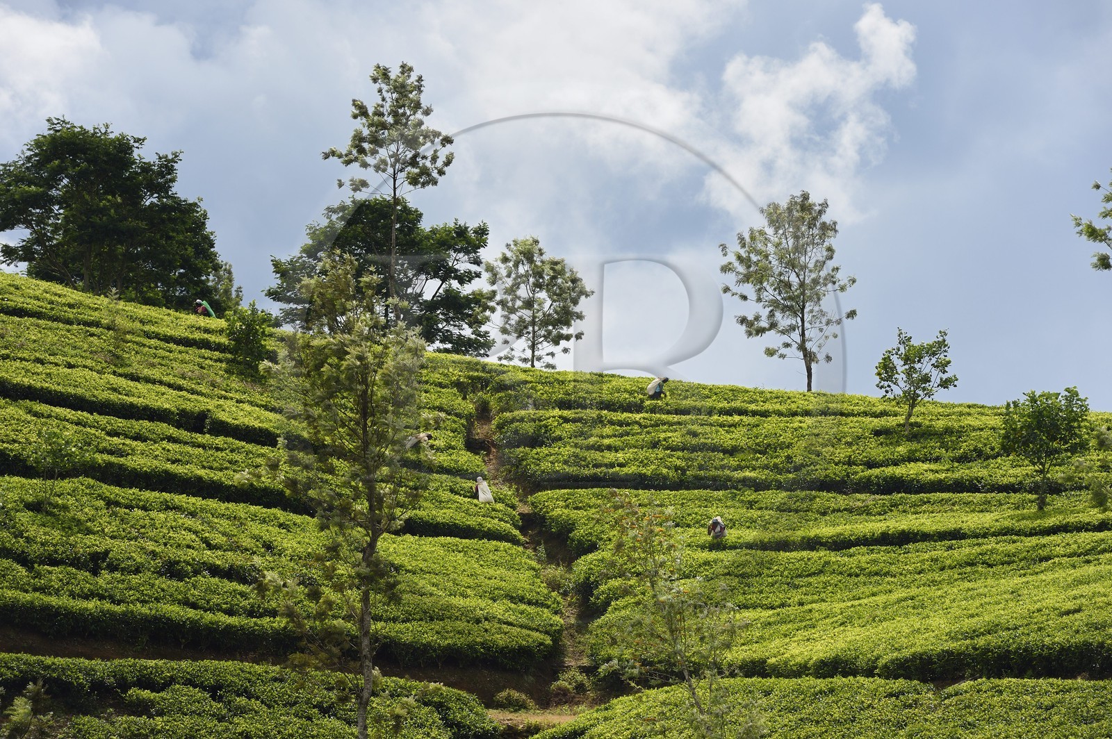 Sri Lanka, province du centre, Dalhousie, plantation de thé