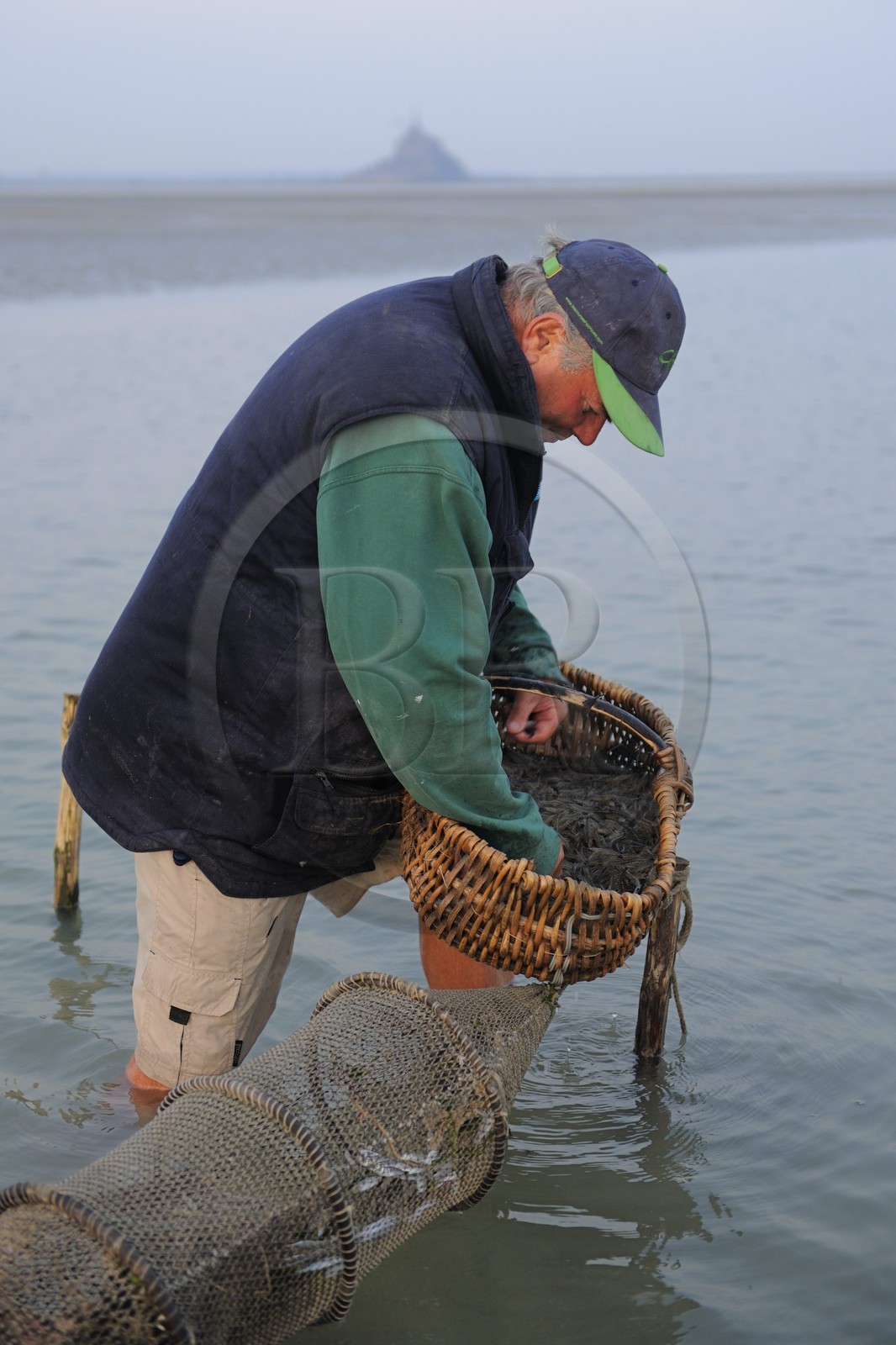 France, Manche, Bay of Mont Saint Michel, listed as World Heritage by UNESCO, Beach fisherman Guy Jugan lifting his nets full of Crangon crangon (grey shrimp) shrimps at dawn