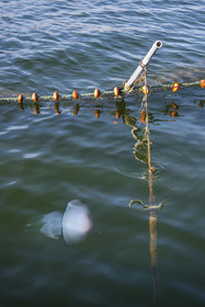 France, Hérault (34), Sète, Etang de Thau, le mnemiopsis leidyi envahit les lagunes de la mer Méditerranée