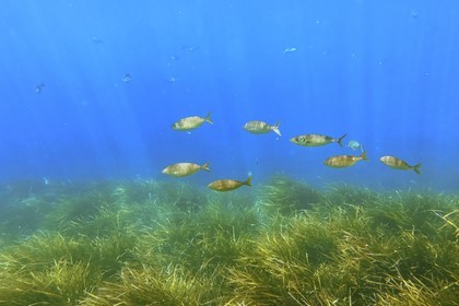 France, Var, Le Rayol Canadel sur Mer, Domaine du Rayol, Jardin des Mediterranees, Conservatoire du Littoral Estate compulsory mention, the marine path, Posidonia herbarium and saupes bank
