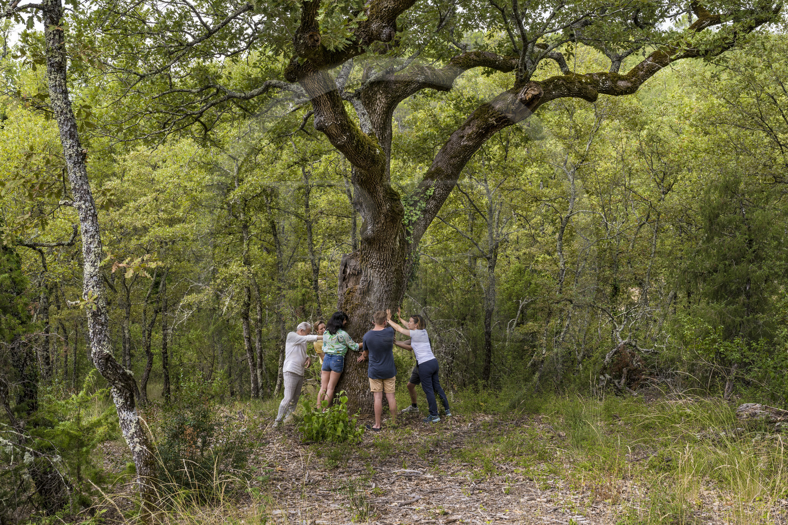 France, Var, Provence Verte (Green Provence), Bras, Academie du Bain de Foret Provencale (Academy of Forest Bathing in Provence), forest of the domaine Le Peyrourier - une campagne en Provence