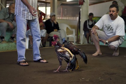France, Ile de la Reunion, Petit Tampon, combat de coqs dans le Rond de Coq