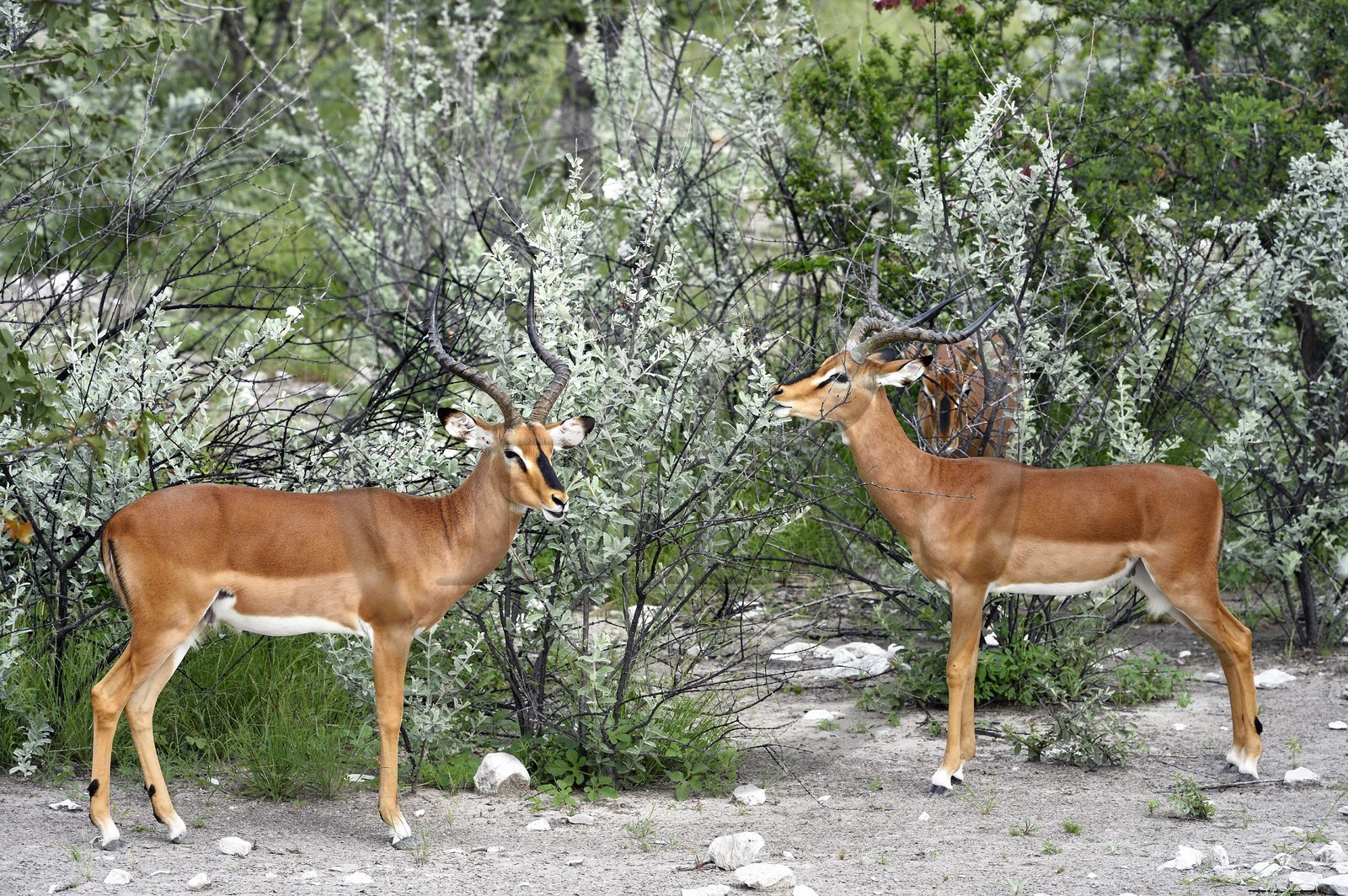 Namibie, région de Oshikoto, Parc National d'Etosha, impala à face noire mâle (Aepyceros melampus petersi)