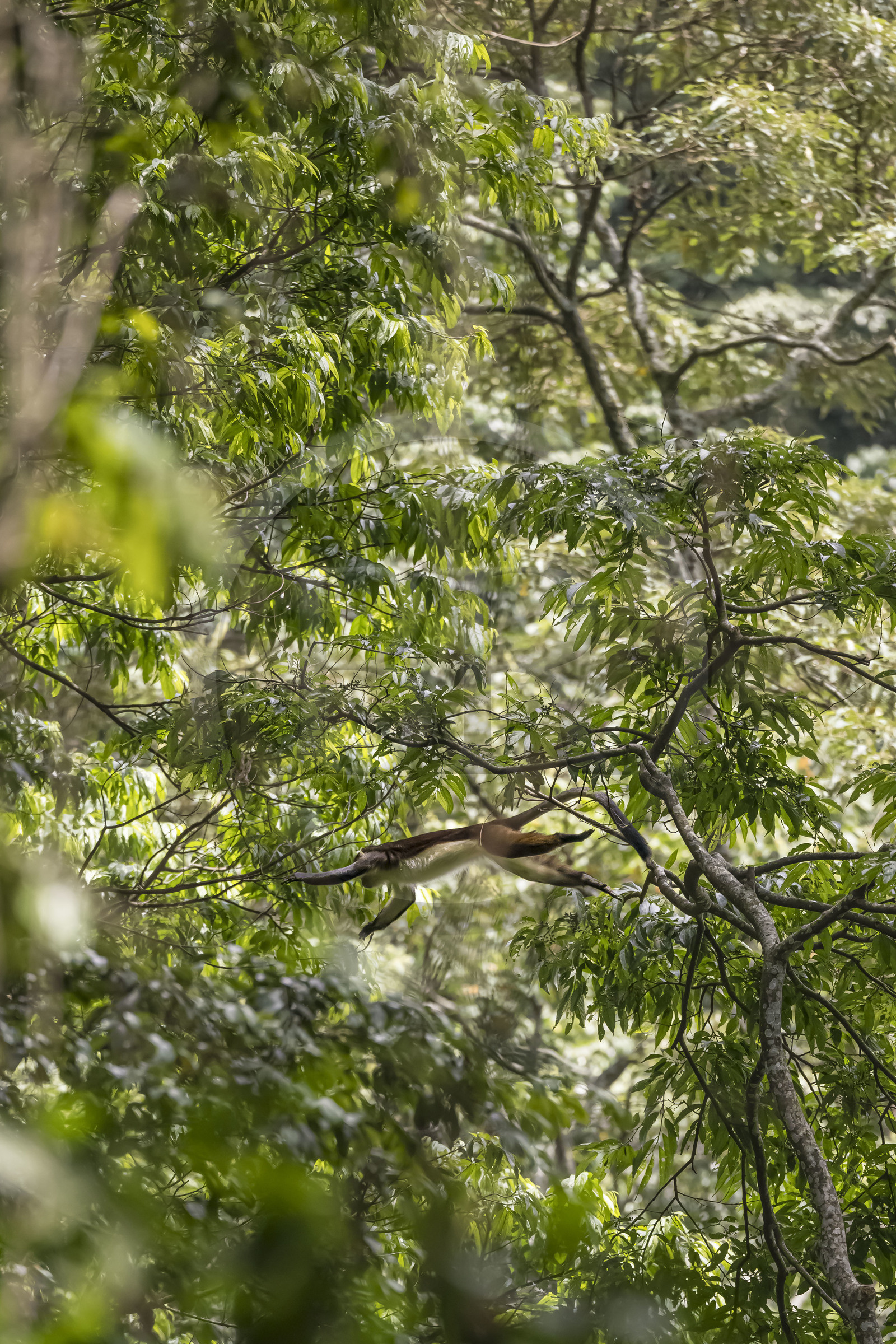 Rwanda, Western Province, Nyakabuye, Nyungwe National Park, natural tropical rain forest of Cyamudongo, Dent's mona monkey (Cercopithecus denti) jumping from tree to tree